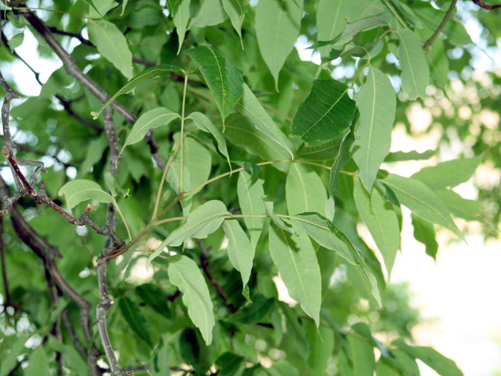 department-of-botany